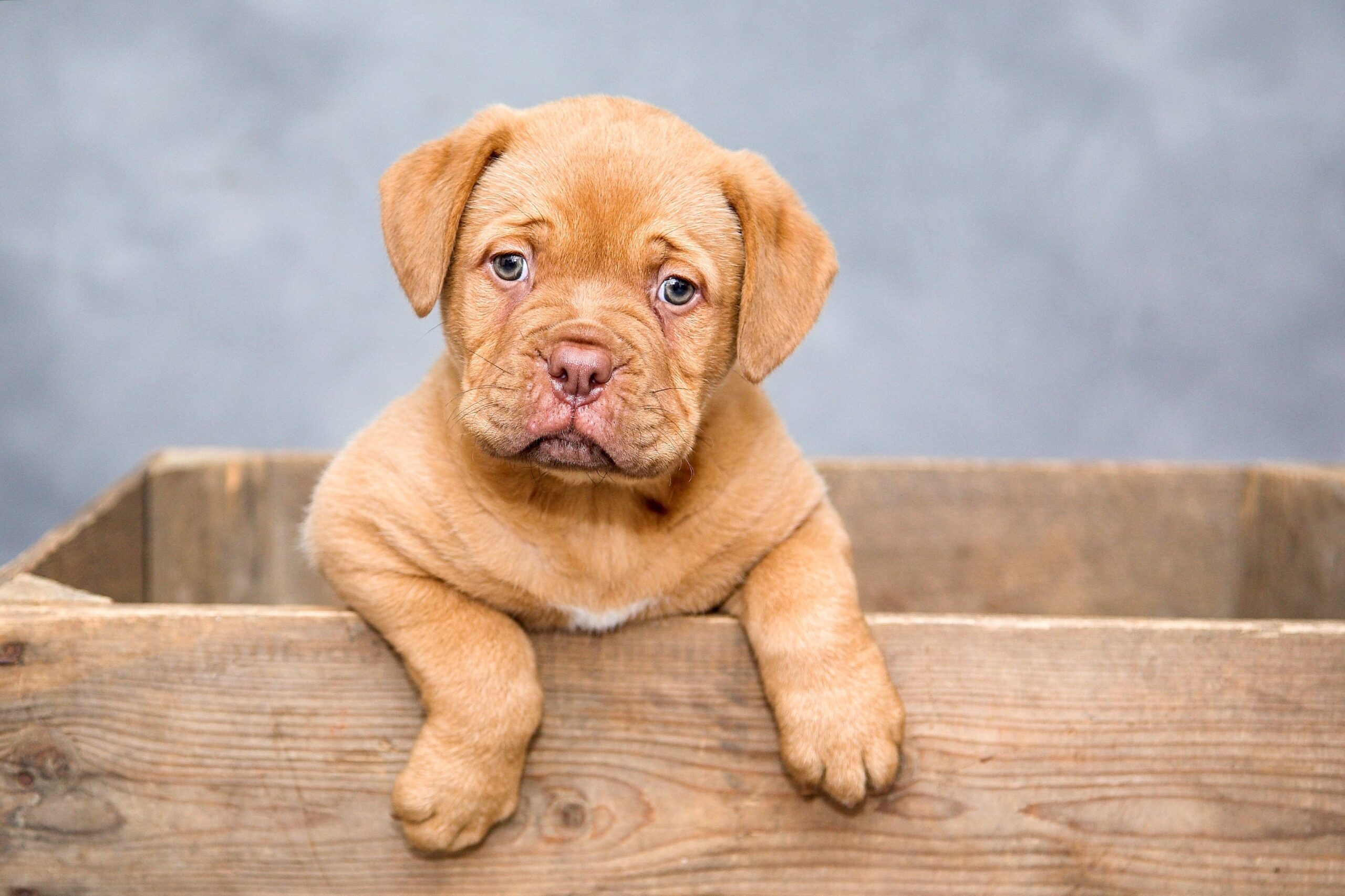 Best Dog DNA Tests (Health & Care Focus)