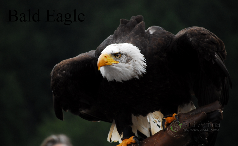 Bald Eagle Diet, Powerful Feeding Habits
